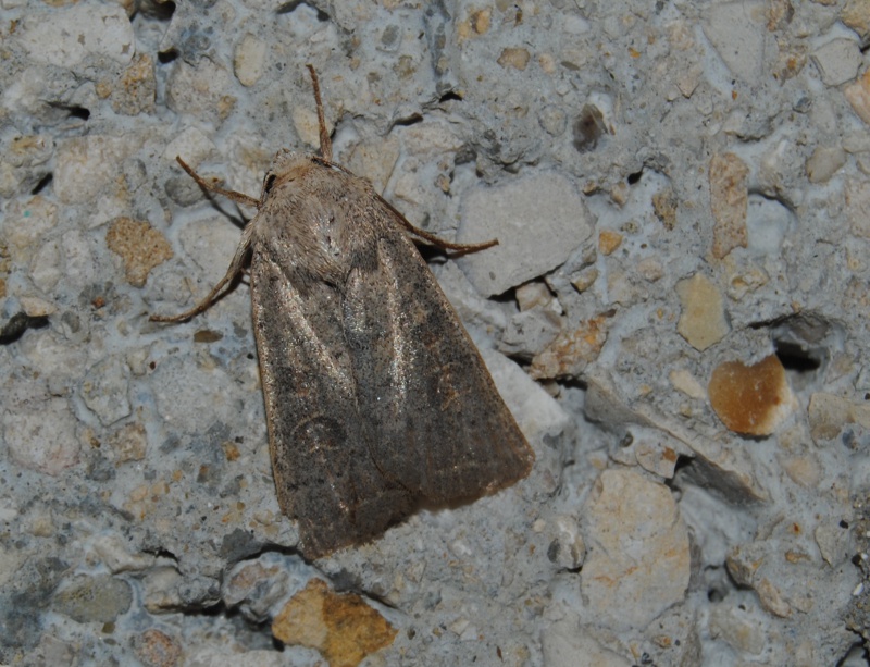 Ident. Noctuidae